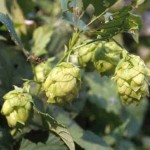 The 10 Dankest Beers Revisited