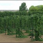 Odell Brewing - Hops growing on Colorado’s Western Slope