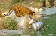 Brew At The L.A. Zoo - Sumatran Tiger Getting Keg