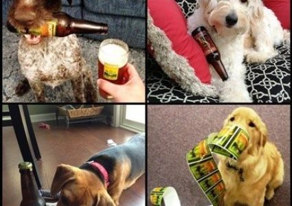 Foothills Dog Label Contest
