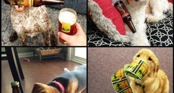 Foothills Dog Label Contest