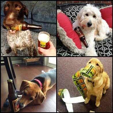 Foothills Dog Label Contest