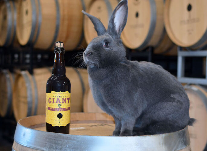 Odell Flemish Giant