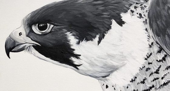 Ferrous Falcon Ferrous Falcon