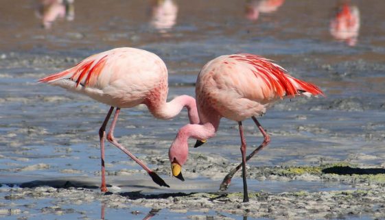 Flamingos