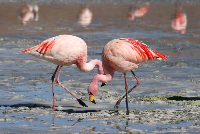 Flamingos