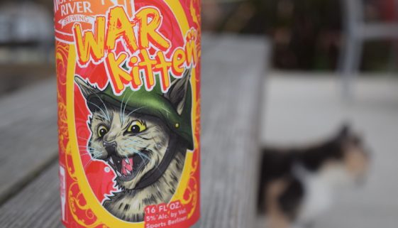 Mispillion War Kitten